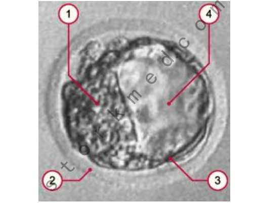 对比北京供卵试管、三代试管、供精和四代试管：哪种更适合你？