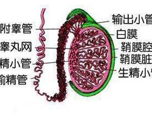 试管知识:黄体支持期间用药记录表格模板
