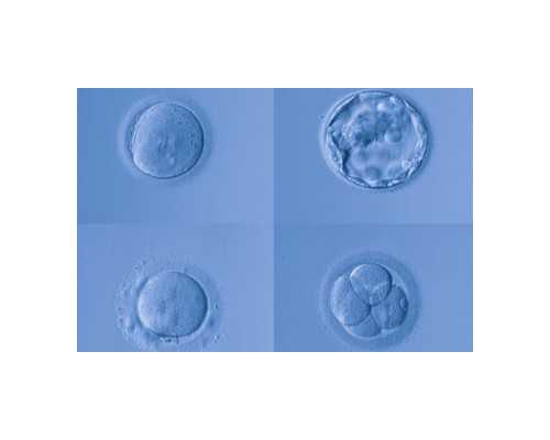 婴儿米粉排行榜10强(婴儿米粉口碑排行榜)