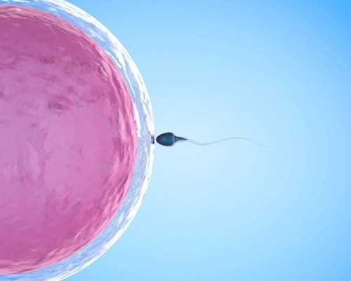 试管精子优化策略