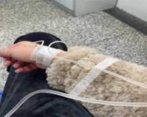 试管知识:黄体功能与子宫血流关系的解析