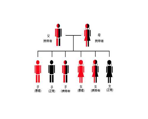 精子活力与胚胎质量