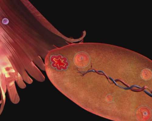 试管知识:黄体期取卵方案的适应症与风险