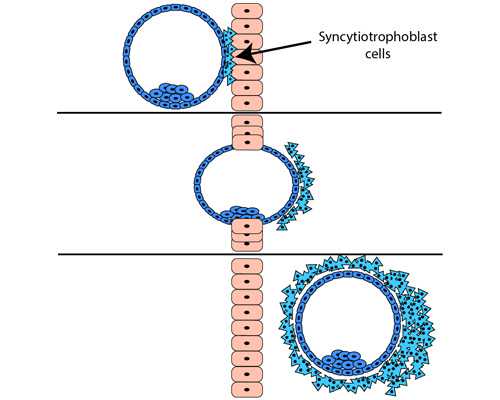 试管移植后黄体酮检测最佳时间点
